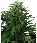 SENSI SEEDS - HONEY MELON KUSH FEM