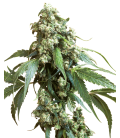 SENSI SEEDS - JACK FLASH 5 FEM