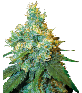 SENSI SEEDS - JACK HERER FEM - REDUX SERIES