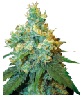 SENSI SEEDS - JACK HERER FEM - REDUX SERIES