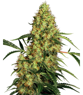 SENSI SEEDS - MEXICAN SATIVA FEM - REDUX SERIES