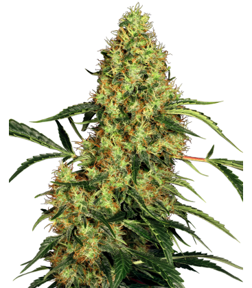 SENSI SEEDS - MEXICAN SATIVA FEM - REDUX SERIES