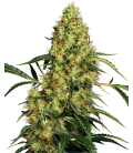 SENSI SEEDS - MEXICAN SATIVA FEM - REDUX SERIES