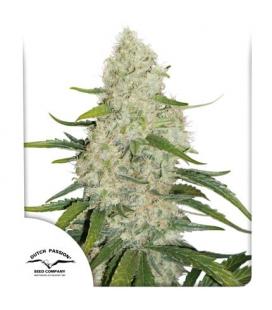 DUTCH PASSION - THINK BIG AUTO