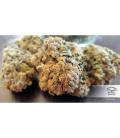 DUTCH PASSION - THINK BIG AUTO