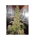 DUTCH PASSION - XTREME AUTO
