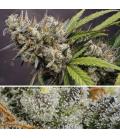 DUTCH PASSION - MELONADE RUNTZ AUTO