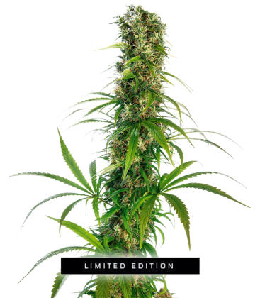 SENSI SEEDS - MICHKA FEM - LIMITED EDITION