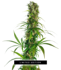 SENSI SEEDS - MICHKA FEM - LIMITED EDITION