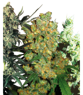 SENSI SEEDS - MIX FEM