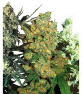 SENSI SEEDS - MIX FEM