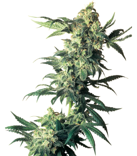 SENSI SEEDS - NORTHERN LIGHTS FEM