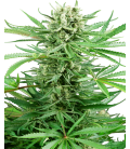 SENSI SEEDS - MIX SENSI SEEDS - PAPI CHULO OG FEM