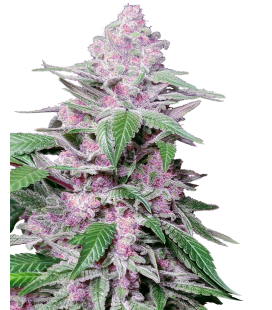 SENSI SEEDS - PURPLE COOKIE KUSH FEM