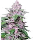 SENSI SEEDS - PURPLE COOKIE KUSH FEM