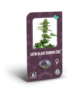 SENSI SEEDS - SATIN BLACK DOMINA CBD (EX SENSI 743)