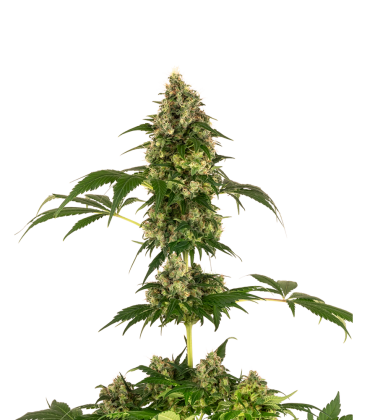 SENSI SEEDS - SENSI 11 FEM