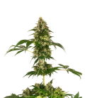 SENSI SEEDS - SENSI 11 FEM