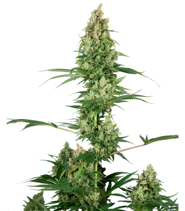 SENSI SEEDS - SENSI 32 FEM