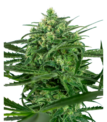SENSI SEEDS - SENSI AMNESIA