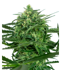 SENSI SEEDS - SENSI AMNESIA