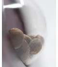 SENSI SEEDS - SENSI AMNESIA