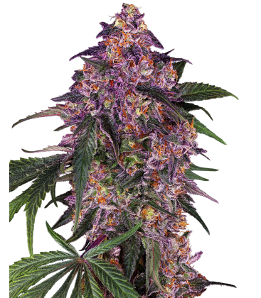 SENSI SEEDS - SENSI AMNESIA