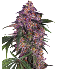 SENSI SEEDS - SENSI AMNESIA