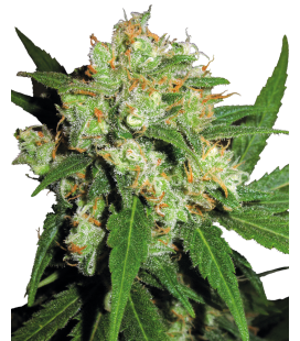 SENSI SEEDS - SENSI SKUNK FEM