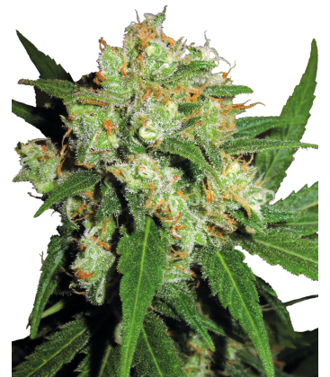 SENSI SEEDS - SENSI SKUNK FEM