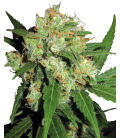 SENSI SEEDS - SENSI SKUNK FEM