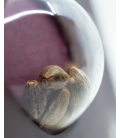 SENSI SEEDS - SENSI SKUNK FEM