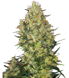 SENSI SEEDS - SENSI 32 FEM