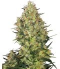 SENSI SEEDS - SENSI 32 FEM