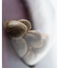 SENSI SEEDS - SILVER FIRE (EX SENSI 32)