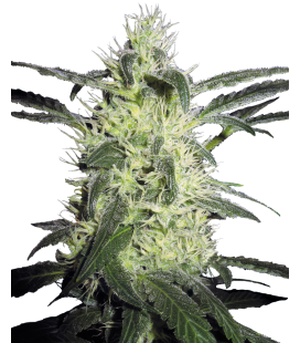 SENSI SEEDS - SILVER HAZE FEM