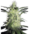 SENSI SEEDS - SILVER HAZE FEM