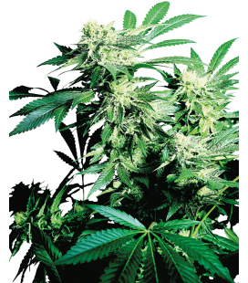 SENSI SEEDS - SKUNK KUSH FEM