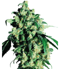 SENSI SEEDS - SUPER SKUNK FEM