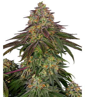 SENSI SEEDS - SWEET CHERRY KUSH FEM