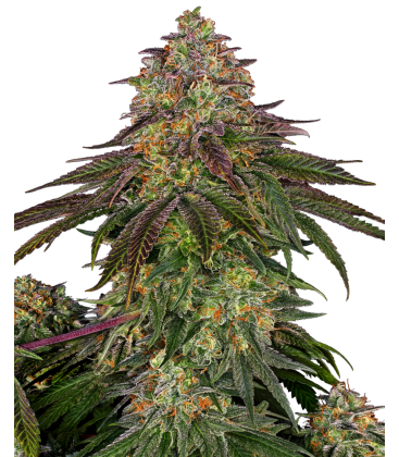 SENSI SEEDS - SWEET CHERRY KUSH FEM