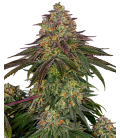 SENSI SEEDS - SWEET CHERRY KUSH FEM