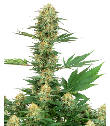 WHITE LABEL - GELATO 420 FEM