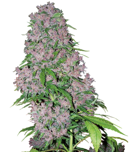 WHITE LABEL - PURPLE BUD FEM