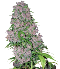 WHITE LABEL - PURPLE BUD FEM