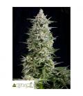 PYRAMID SEEDS - AMNESIA GOLD FEM