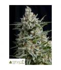 PYRAMID SEEDS - ANESTHESIA CBD