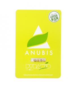 PYRAMID SEEDS - ANUBIS FEM