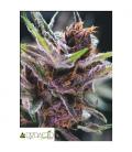 PYRAMID SEEDS - BLACK CHERRY PUNCH