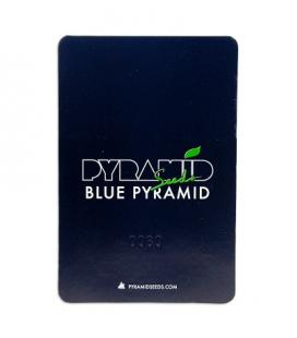PYRAMID SEEDS - BLUE PYRAMID FEM